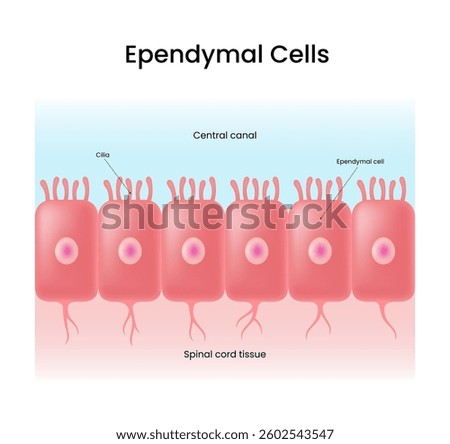 Ependymal Cells Illustration of cells lining central canal within the spinal cord