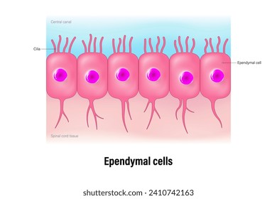 Ependymal cells vector. Ependymocytes. Glial cells (neuroglia). Peripheral nervous system.