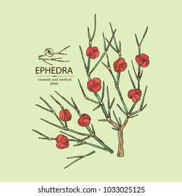 Ephedra: branch of Chinese ephedra with leaves and berries. Cosmetics and medical plant. Vector hand drawn illustration.