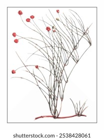 Ephedra sinica Stapf, hand-painted floral and botanical painting, hand-painted herbal painting, natural herbs.