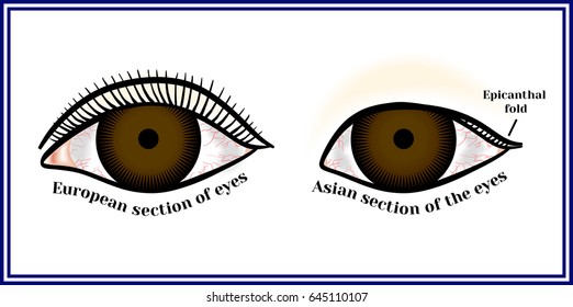 Epicanthic Eye Fold Images Stock Photos Vectors Shutterstock