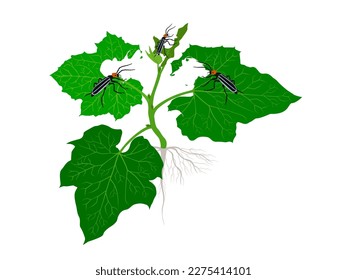Epicauta vittata on white background.