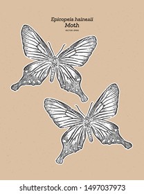 Epicopeia hainesii is a moth of the family Epicopeiidae. hand draw sketch vector.