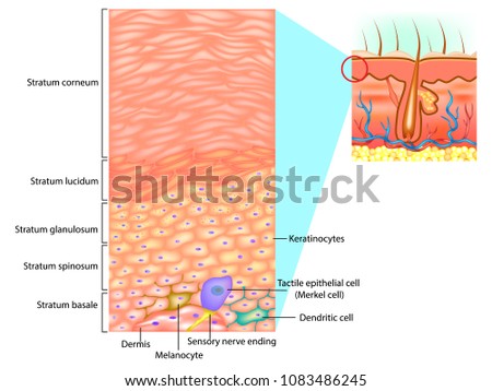 Human Epidermal Cell Diagram