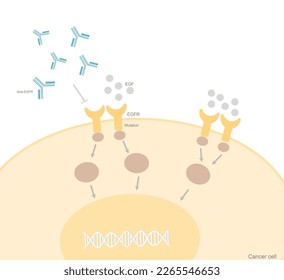 The Epidermal Growth Factor receptor (EGFR) pathway in the cancer cell that shows the EGFR mutation that results in the uncontrolled cell proliferation and the anti-EGFR were treated for stopping it.