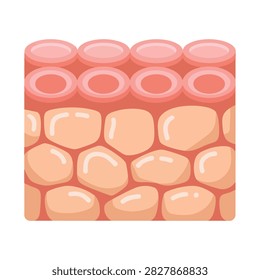 Epidermal skin layer structure showing cellular organization for dermatological research and cosmetic science educational
