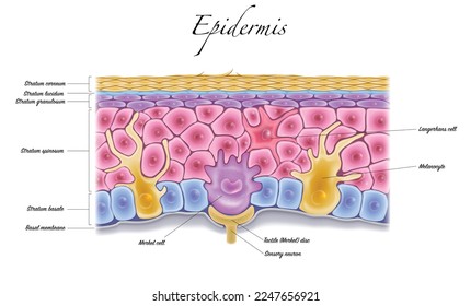 Epidermis anatomy closeup colorful illustration on a white background