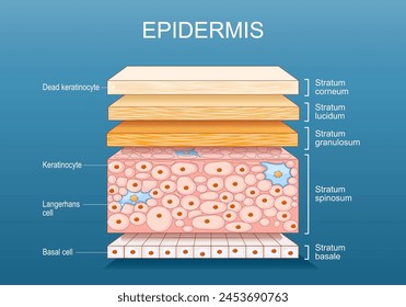 epidermis anatomy. Skin structure. Cell, and layers of a human skin. Cross section of the epidermis. Vector poster. Isometric Flat illustration.