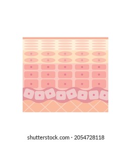 Epidermis Of Healthy Skin Skin Structure Skin Diagram Cosmetology