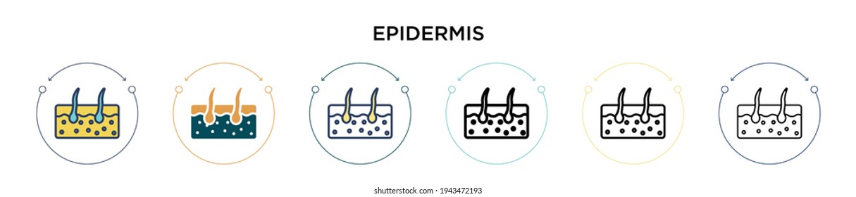 Epidermis icon in filled, thin line, outline and stroke style. Vector illustration of two colored and black epidermis vector icons designs can be used for mobile, ui, web