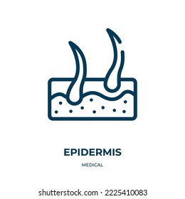 Icono de Epidermis. Ilustración vectorial lineal de la colección médica. Esquema del vector de icono de epidermis. Símbolo de línea delgada para uso en aplicaciones web y móviles, logotipo, medios impresos.
