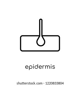 Epidermis icon. Trendy modern flat linear vector Epidermis icon on white background from thin line Health and Medical collection, editable outline stroke vector illustration