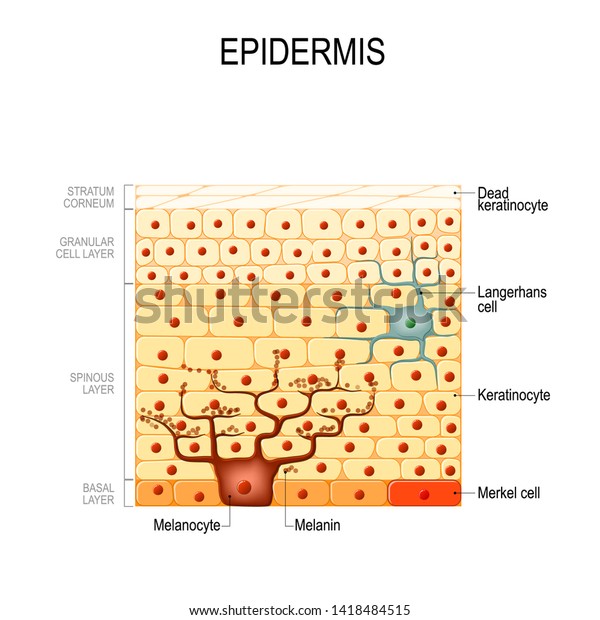 Epidermis layers. epithelial cells. Structure of the\
humans skin. Vector diagram for your design, educational, science\
and medical use