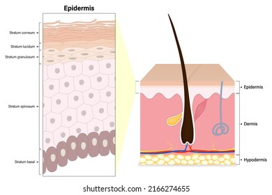 Epidermis layers of human skin cross section vector. Structure of the human skin. Stratum corneum, lucidum, granulosum, spinosum and basal. Media for educational and medical use.