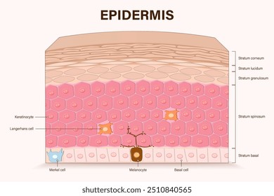 Camadas de epiderme. Estrutura do vetor de epiderme. Seção transversal da epiderme. Anatomia da pele humana. Camadas de uma pele humana. Meios para uso educacional e médico.