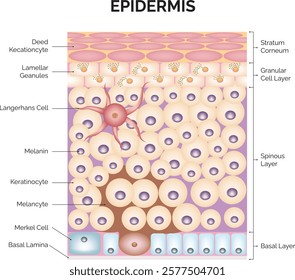 Epidermis Science Design Vector Illustration Diagram