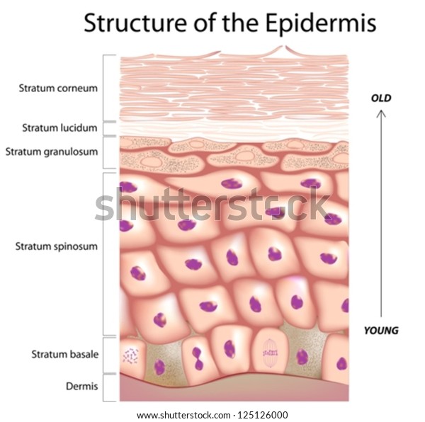 Epidermis Skin Stock Vector (Royalty Free) 125126000