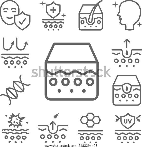 Epidermis,
skin icon in a collection with other
items