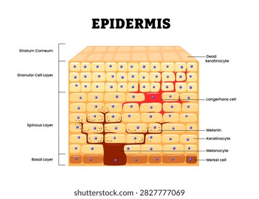 Epidermis structure anatomy diagram. Labeled Stratum corneum, granular, spinous, basal, langerhans, melamin, keratinocyte, merkel. Human skin layers anatomy cross section. Vector illustration