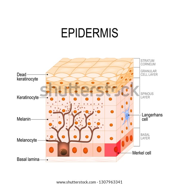epidermis structure. Cell, and layers of a human\
skin. vector illustration for medical, educational, biologycal and\
science use. Skin\
care