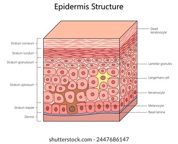 epidermis structure, labeling all layers and cells, including melanocytes and keratinocytes in the human skin structure diagram schematic vector illustration. Medical science educational illustration