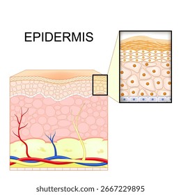 Epidermisstruktur. Anatomie der Haut. Querschnitt der menschlichen Haut. Nahaufnahme epidermaler Zellen. Hautpflege. Detailliertes Vektorposter