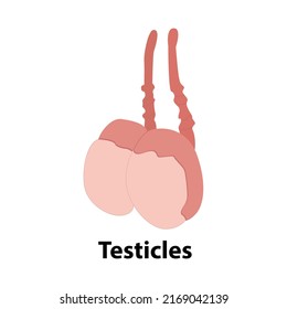 Epididymitis is inflammation of the epididymis of the testicle. Illustration of an adult human testicles. Vector diagram for science and medical use.