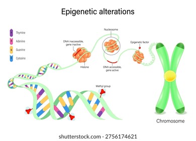 Epigenetic alterations. DNA Methylation and Histone Modification. Hallmarks of aging.