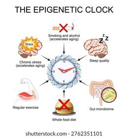 The epigenetic clock. Biological age. Vector illustration. Medical diagram