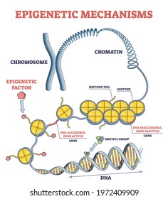 Epigenetic mechanisms as DNA acid gene protein expression in outline diagram. Educational labeled scientific scheme with methylation, histone modification and marking process vector illustration.