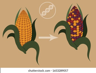 Epigenetics in action. Illustration of how colored corn confirm existence of transposons. There are two corn cob in illustration one is normal yellow one and another has colored kernels