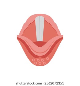 Epiglottis, Human Body Part Illustration