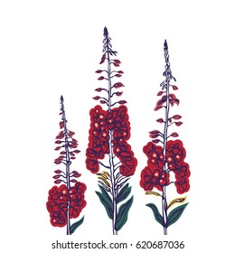 Epilobium angustifolium. Fireweed. Wildflowers. Collection of herbs in blossoming condition. Traditional Russian drink, tea. Herbal medicine. Vector illustration.