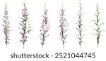 Epilobium Angustifolium flower plants  isolated on white background