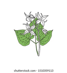 Epimedium (Horny Goat Weed, yin yang huo). Herb, used in Chinese medicine. Hand drawn vector illustration in sketch style.