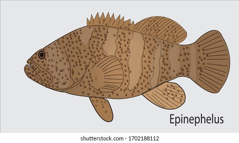 Epinephelus,Atlantic Goliath Grouper fish. Vector illustration with refined details and optimized stroke that allows the image to be used in small sizes
