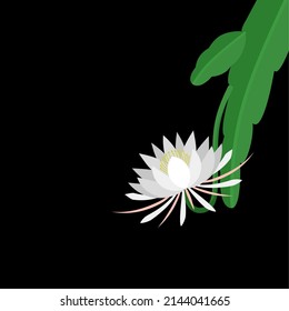 Epiphyllum anguliger flower also called queen of the night, isolated on a dark background, vector illustration.