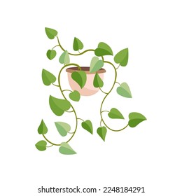 Epipremnum aureum flat vector illustration. Indoor flower or plant in flowerpot or vase, Epipremnum aureum in pot isolated on white background. Interior, urban jungle concept