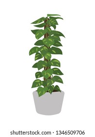 Epipremnum Aureum In Pots