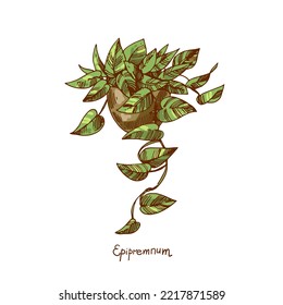 Epipremnum. Houseplants vector illustrations. Urban jungles. Plants are friends. Culd be used for web, notebook, phone case, etc