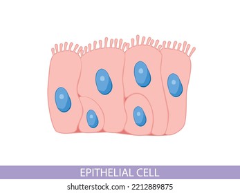 Epithelial cell, science and medical biology. Microbiology structure