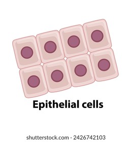 Epithelial cells. Diagram of common stem cell types. Science banner isolated on background. Medical microscopic molecular conception. Premium Vector file svg