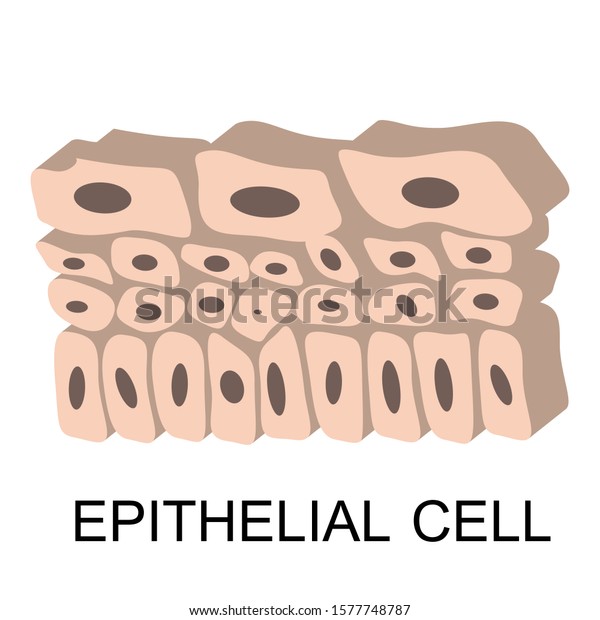 Epithelial Cells Illustration Vector Isolated White Stock Vector