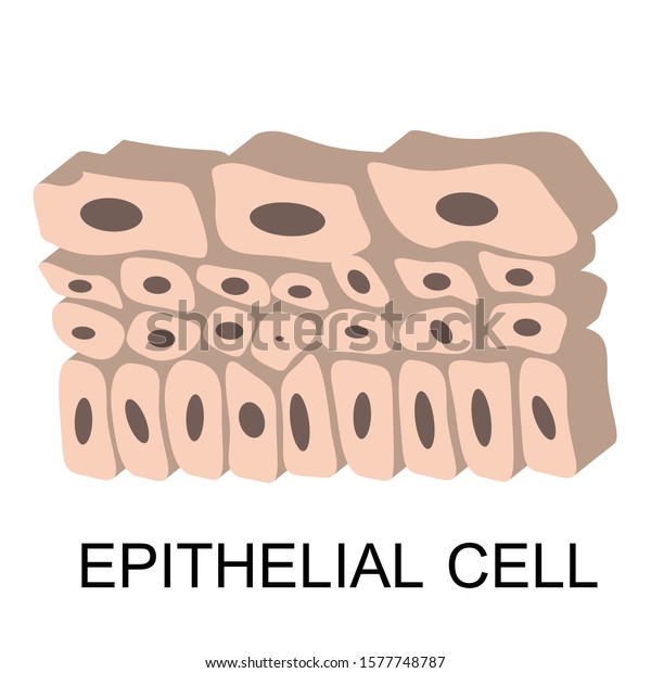 Epithelial Cells Illustration Vector Isolated White Stock Vector 