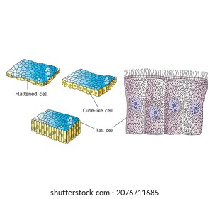 Epithelial Tissue Cell Tissue Human Biology Cube-like Cell Flattened Cell Simple Epithelium Columnar Cells Bearing Cilia