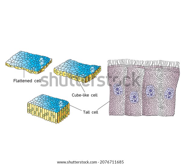 epithelial\
tissue cell tissue human biology Cube-like cell Flattened cell\
Simple epithelium Columnar cells bearing\
cilia