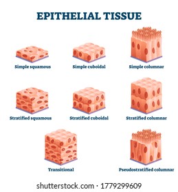 Epithelial tissue with labeled squamous, cuboidal and columnar examples vector illustration. Educational simple, straitified and trasitional comparison scheme in anatomical classification collection.