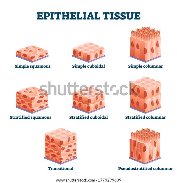 Epithelial tissue with labeled squamous,
cuboidal and columnar examples vector illustration. Educational
simple, straitified and trasitional comparison scheme in anatomical
classification
collection.