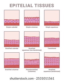Tipos de tejido epitelial esquema de infografía nombres ilustración plana de Vector. Dermatología anatomía educación microscopio médico diagrama de condición ciencia biología organización celular diseño de póster Plantilla