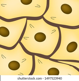 epithelium. squamous, cubic, ciliated, glandular. Set. Infographics. Vector illustration.